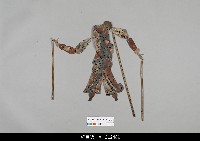 藏品(中國湖北皮影戲偶身-武旦)的圖片